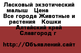 Ласковый экзотический малыш › Цена ­ 25 000 - Все города Животные и растения » Кошки   . Алтайский край,Славгород г.